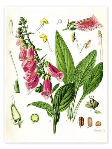 Foxglove de Carl Axel Magnus Lindman Master Collection