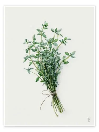 Fresh Thyme de artill