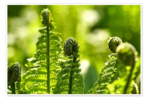 Freshness de Dirk Driesen
