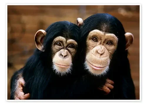 Friendly Chimpanzees de Tony Craddock Science Photo Library