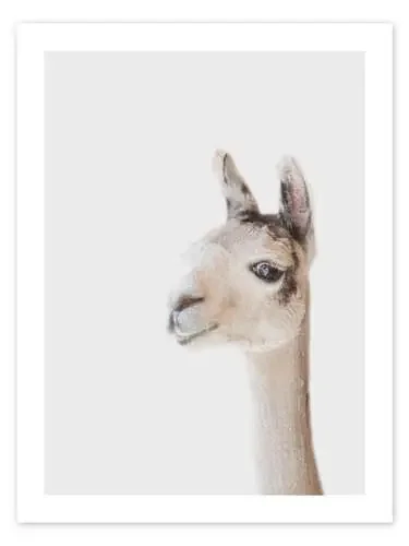 Friendly Llama de Animal Kids Collection Editors Choice