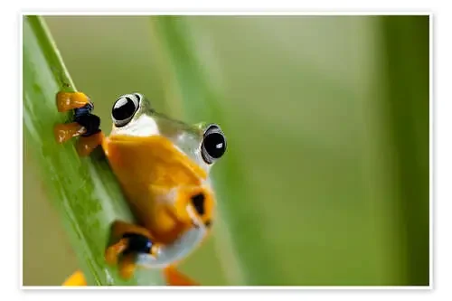 Frog in Orange Editors Choice