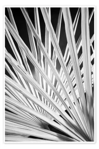 Frondas de palmera blancas y negras. de Adam Jones Danita Delimont