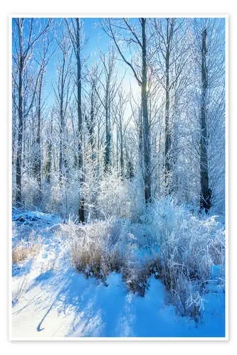 Frosty Winter Forest de Dave Derbis