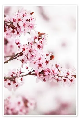 Frutal en flor Editors Choice