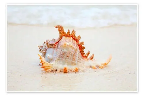 Funny sea shell Editors Choice