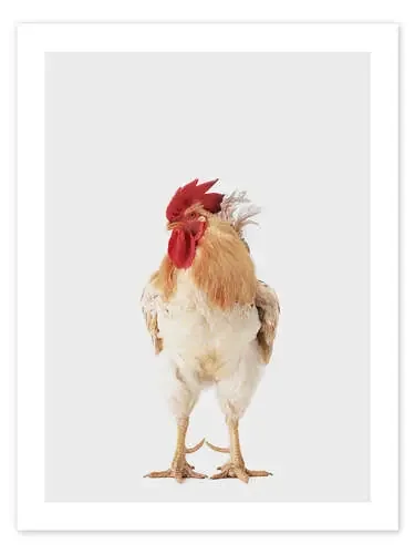 Gallo I de Animal Kids Collection Editors Choice