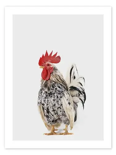 Gallo II de Animal Kids Collection Editors Choice