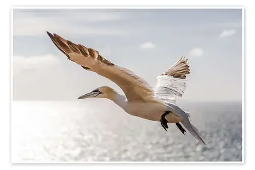 Gannets on Helgoland I de Sebastian Rost