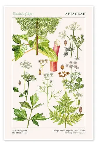 Garden angelica and other plants de Elizabeth Rice Bridgeman Images