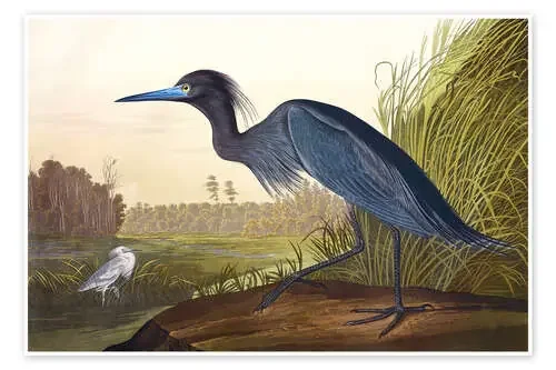 Garza azul de John James Audubon Master Collection