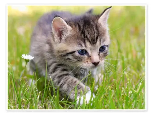 Gato en libertad de Falko Follert