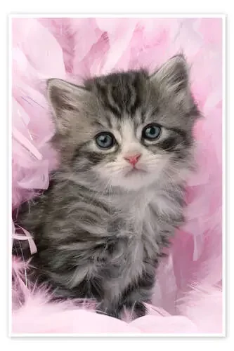 Gato entre plumas de Greg Cuddiford MGL Licensing