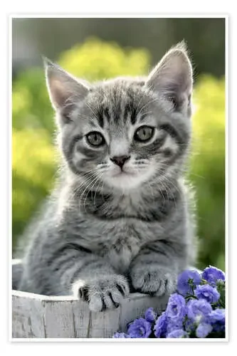 Gatos cubo de Greg Cuddiford MGL Licensing