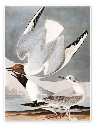 Gaviotas de John James Audubon Master Collection