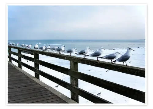 Gaviotas en el mar Báltico de Städtecollagen