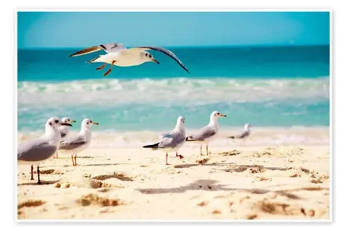 Gaviotas en la playa Editors Choice