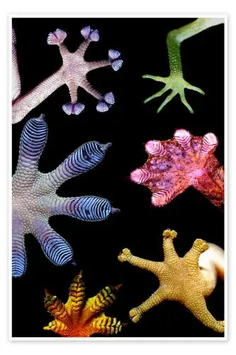 Gecko pies de Paul D. Stewart Science Photo Library