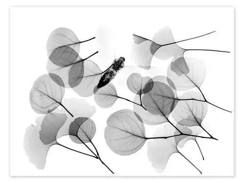 Ginkgo and bee Science Photo Library