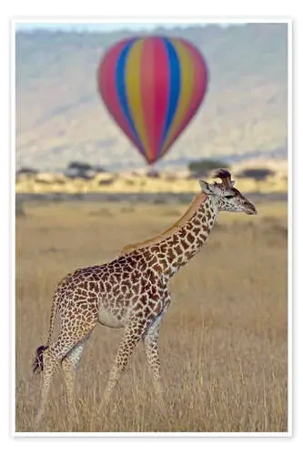 Giraffe, Masai Mara National Reserve, Kenya de Jones & Shimlock Danita Delimont