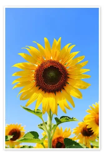 Girasol radiante Editors Choice