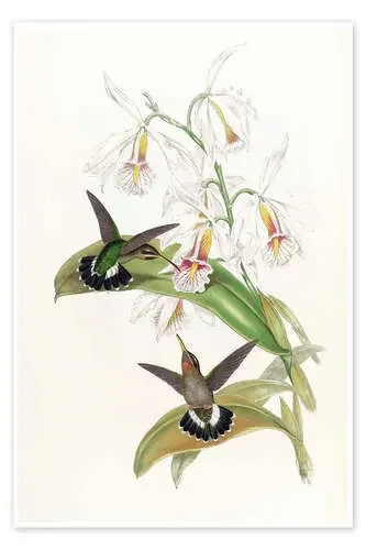 Glaucis Fraseri de John Gould Master Collection