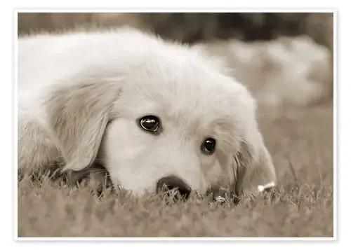 Golden Retriever cute puppy, monochrom de Katho Menden
