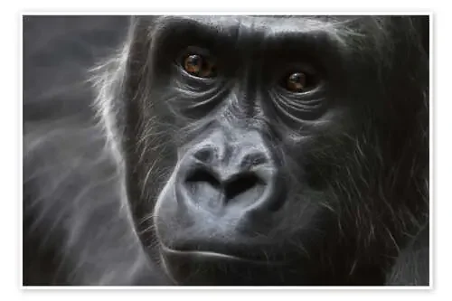 gorilla de WildlifePhotography
