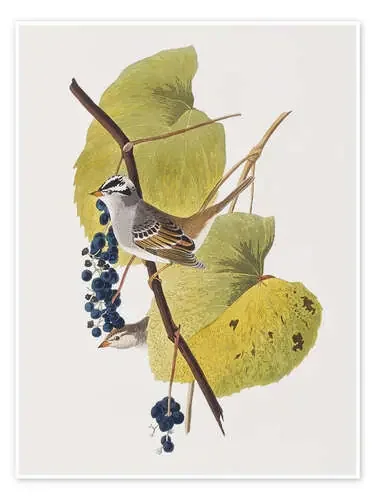 Gorrión de John James Audubon Bridgeman Images