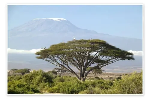 Gran árbol frente al Kilimanjaro. de Joe & Mary Ann McDonald Danita Delimont