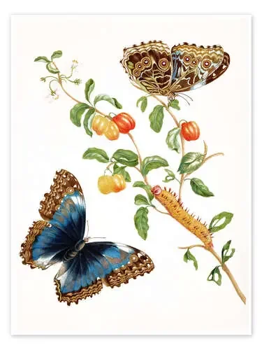 Grandes mariposas azules de Maria Sibylla Merian Master Collection