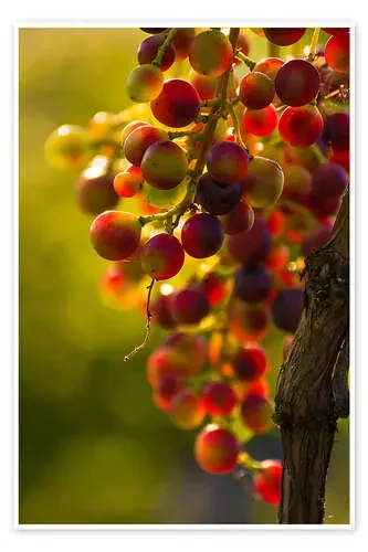 Grape vine in the evening sun de Edith Albuschat