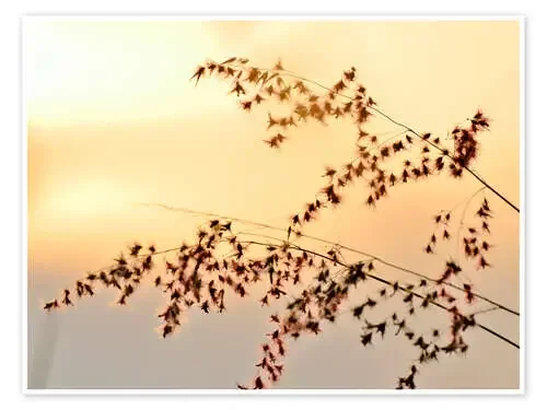 Grasses in the evening light Editors Choice