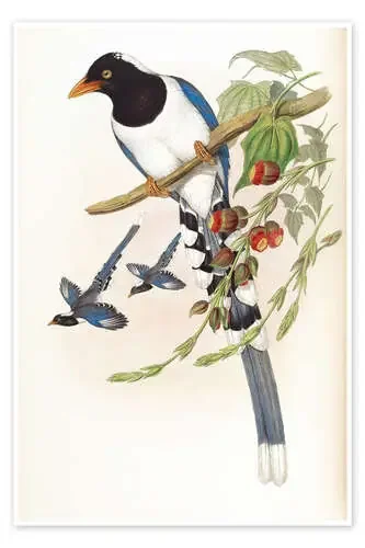 Great billed Blue Pie de John Gould Master Collection