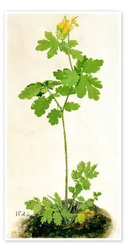 Greater celandine de Albrecht Dürer akg-images