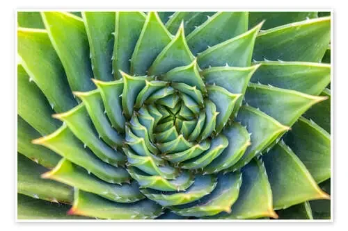 Green spiral de Christian Müringer