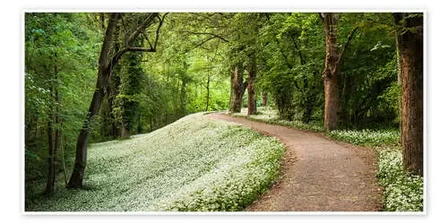 Green white spring‘s carpat in the forest de Andreas Wonisch