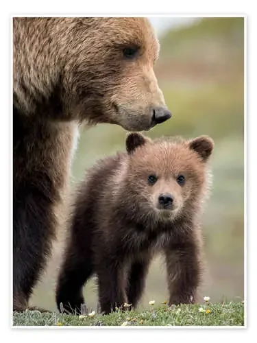 Grizzly con cachorro de Doug Lindstrand Design Pics