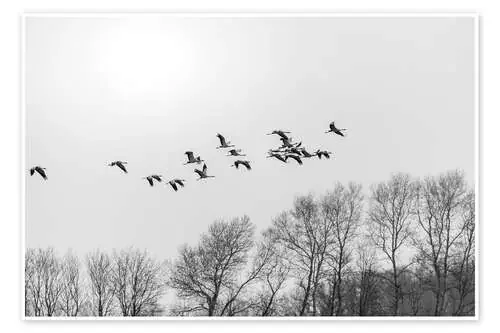 Grúas en vuelo, b/n de Christian Müringer