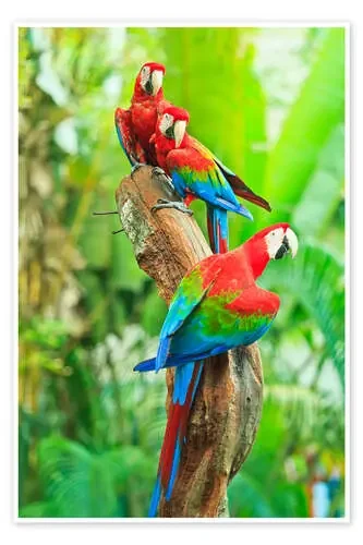 Grupo de loros Editors Choice