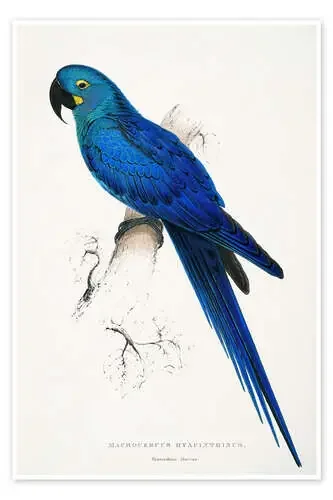 Guacamayo jacinto de Edward Lear Master Collection