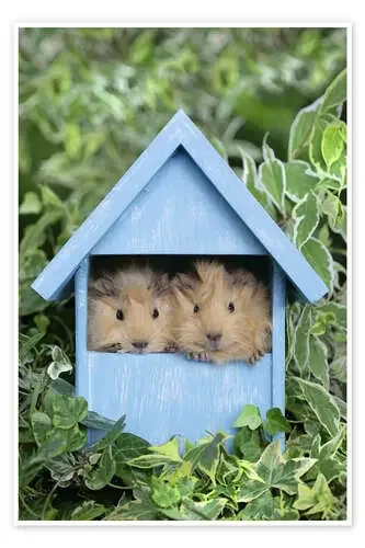 Guinea pig in house de Greg Cuddiford MGL Licensing