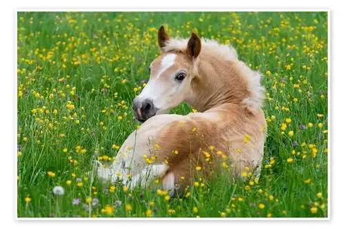 Haflinger horse, a cute foal resting in a flowering meadow de Katho Menden