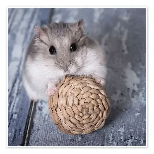 Hamster I de Heidi Bollich