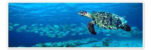 Hawksbill turtle de Georgette Douwma Science Photo Library