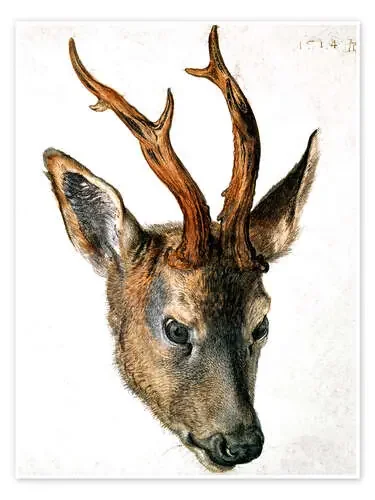 Head of a Roe Deer de Albrecht Dürer Bridgeman Images