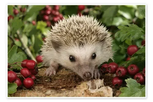 Hedgehog with berries de Greg Cuddiford MGL Licensing