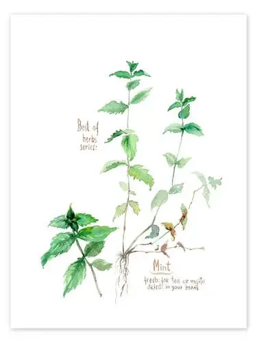 Herbs & Spices collection Mint de Verbrugge Watercolor