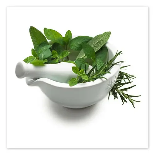 Herbs in a mortar Science Photo Library