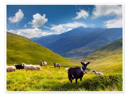Herd of sheep and goats in the mountains Editors Choice